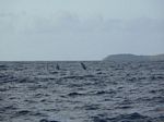 Paragon Boat Trip to Molokini - Whales
